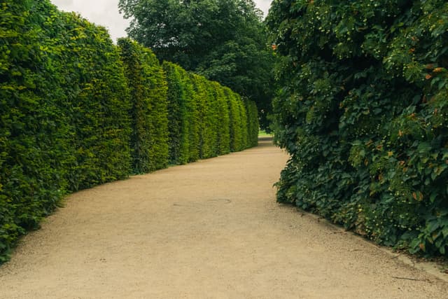 Beispielbild: geschnittene Hainbuchenhecke