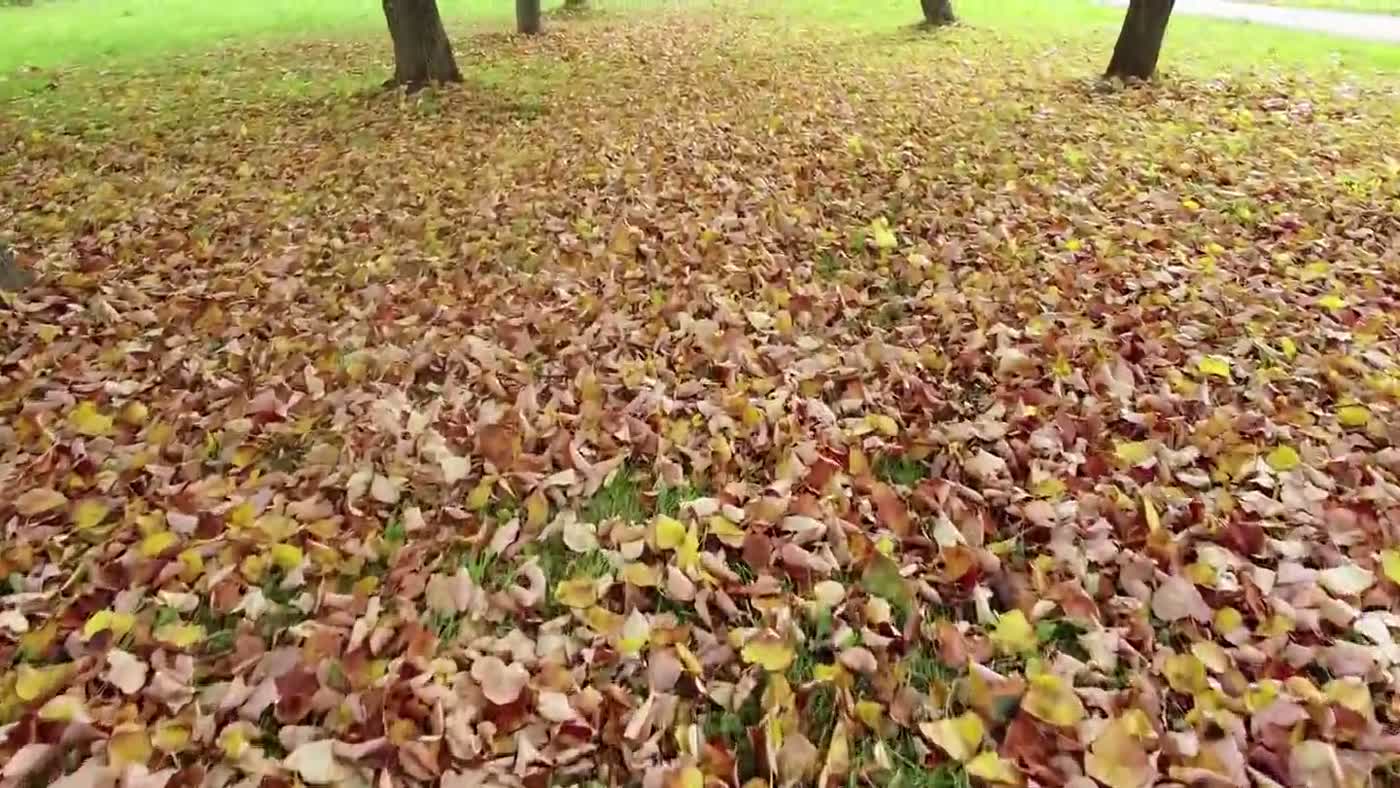 Herbstlaub auf einer Rasenfläche im Garten